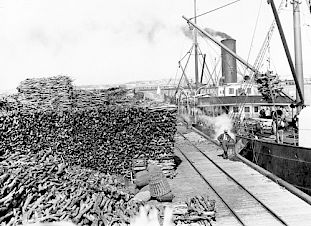 Sandalwood departs Fremantle Habor (in Western Australia) in huge quantitiesâmuch of it likely destined for Chinaâin the early 20th century.