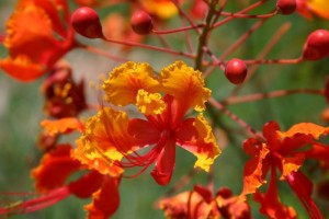 On the non-globalization of plants: the peacock flower, pictured here, was a potent abortifacent, but never went global as did Caribbean cousins like sugar.